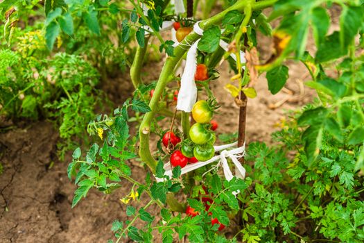 Unripe and ripe cherry tomatoes growing on a branch in a garden.