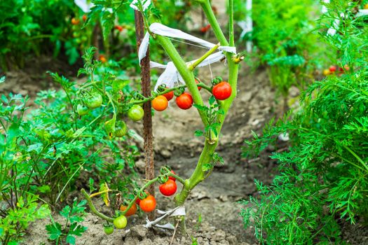 Unripe and ripe cherry tomatoes growing on a branch in a garden.