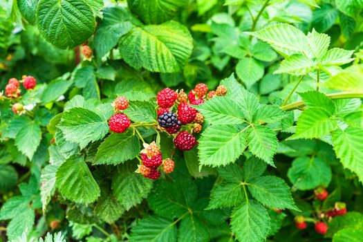 Close up photo of unripe and ripe blackberry fruits on a shrub in a garden.