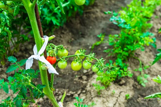 Unripe and ripe cherry tomatoes growing on a branch in a garden.