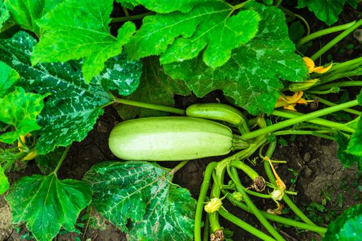 Close up of pumpkin with great tendrils growing in the garden.