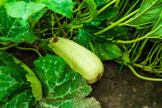 Close up of pumpkin with great tendrils growing in the garden.