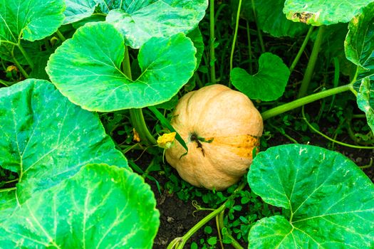 Close up of pumpkin with great tendrils growing in the garden.