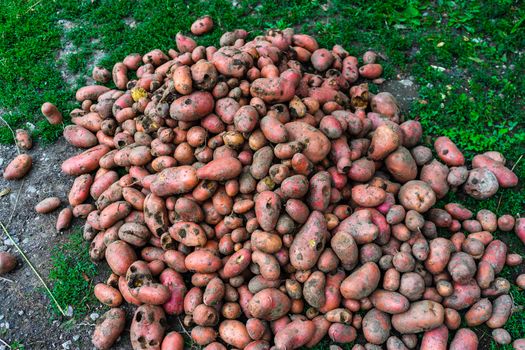 Fresh organic and dirty potatoes. Close up of harvested drought damaged potatoes.