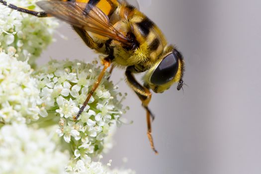 Close up of a honey bee, Apis mellifera, on a white flowering carrot plant, Daucus carota