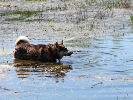 Охотничья собака резвится в воде