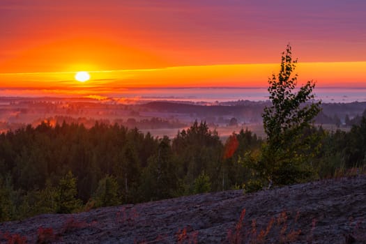foggy flatland riverside at golden summer sunrise with lone tree on slope in foreground.