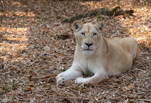 female african lion relax and lay down on the ground