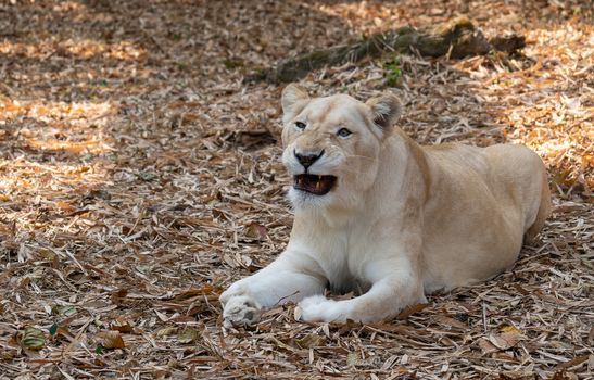 female african lion relax and lay down on the ground