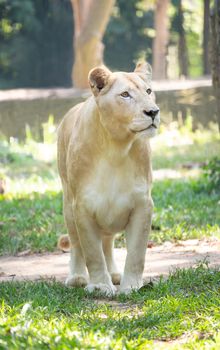 female white lion walking on grass in captive environment