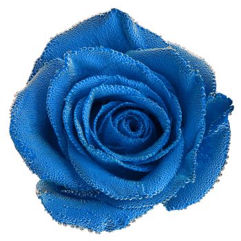 Blue rose under air bubbles close-up isolated on white background. Top view.