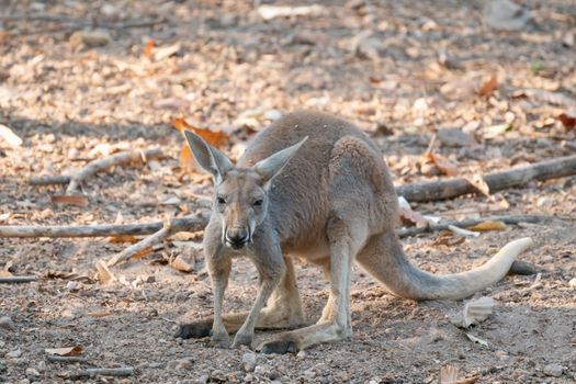 red kangaroo standing in zoo