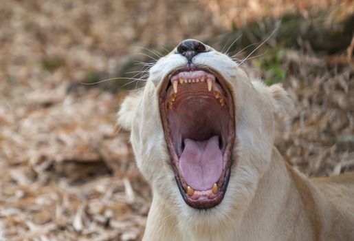 female african lion relax and lay down on the ground