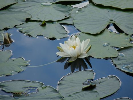 A white flowering water lily floats peacefully on still blue lake water, surrounded by lily pads.