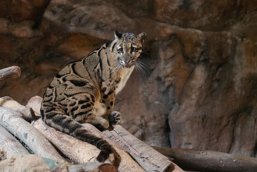 Clouded Leopard close up portrait in zoo