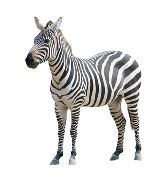 zebra isolated on white background