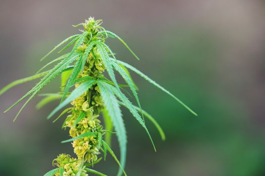 Close up male cannabis plant with pollen sacks