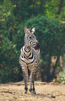 zebra standing alone in zoo