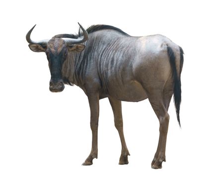 wildebeest or gnu isolated on white background