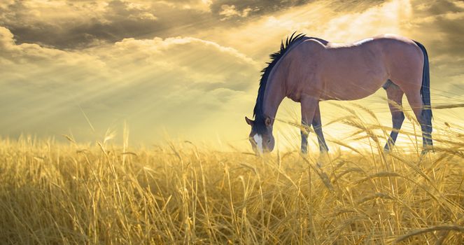 Horse grazing in field of golden wheat. Sunset or Sunrise