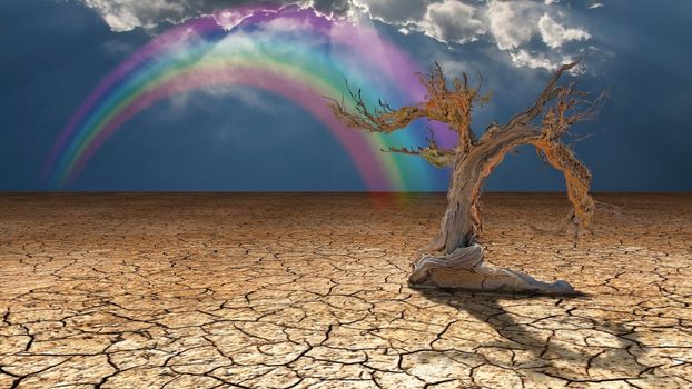 Arid lands. Dry tree and rainbow in cloudy sky