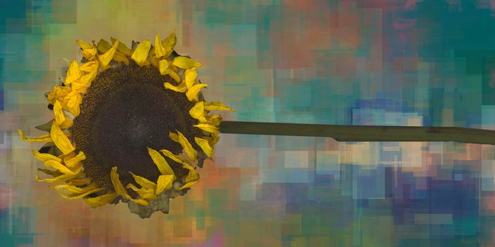 Sunflower on modern geometric abstract background