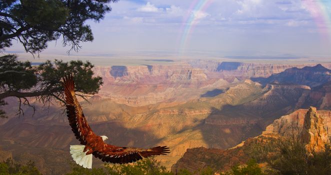 Eagle takes flight over Grand Canyon USA