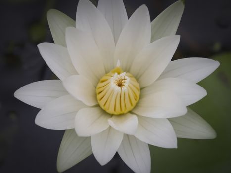 White lotus flower. Waterlily