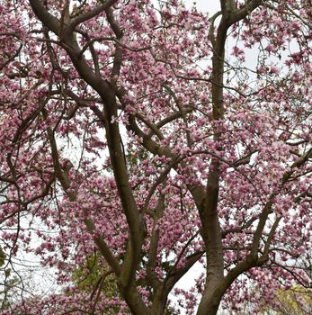 A Blooming and Bright Pink Cherry Blossom Tree That Fills the Frame