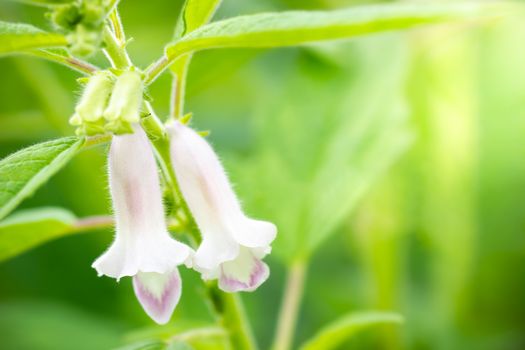 The white flower of sesame on a tree in blur background and morning sunlight at the plantation. Closeup and copy space on the right. The concept of agricultural products of farmers.