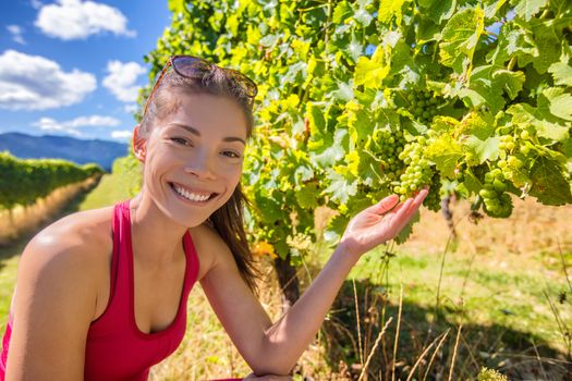 Vineyard winery tourist woman grape picking. Harvest farming to make white wine. Asian girl hand showing holding bunch of green grapes on grapevine. Woman in Marlborough region, New Zealand.