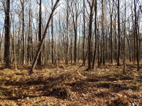 brown grasses and trees in forest or woods