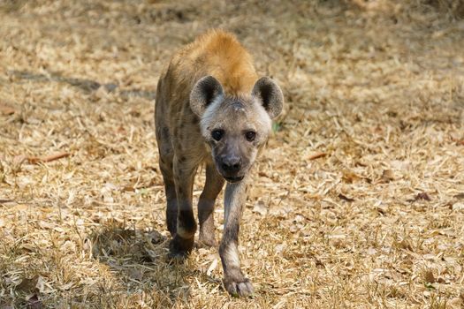 spotted hyena or laughing hyena walking on grass