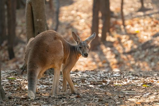 red kangaroo standing in zoo