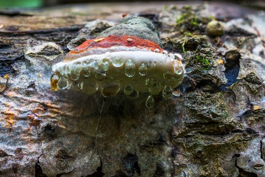 Bracket fungus Ganoderma Applanatum on deat tree trunk with leading water drops under hat. Closeup shot with selective focus and blur.