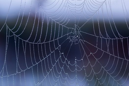spider web with dew drops without spider at morning with selective focus closeup.