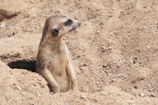 cute meerkat ( Suricata suricatta ) standing at cave entrance