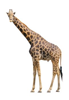 giraffe isolated on white background