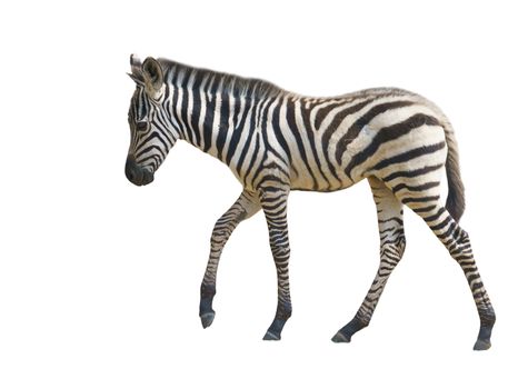 young zebra isolated on white background