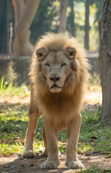 male white lion in captive environment