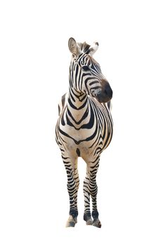 zebra isolated on white background