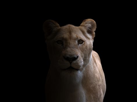 female lion (panthera leo) in dark background