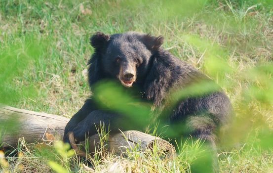 asiatic black bear or moon bear