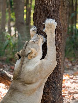 female white lion scratching tree bark 