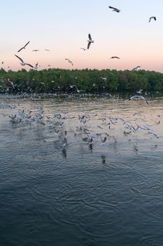 Group of  seagulls flying over the sea at sunset