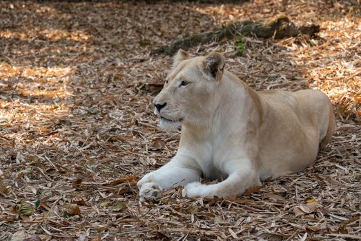 female african lion relax and lay down on the ground