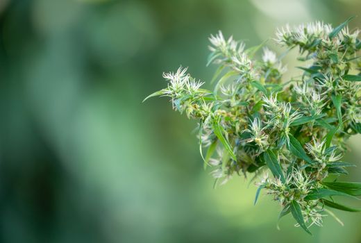 marijuana (Cannabis sativa) flowering ready to harvest