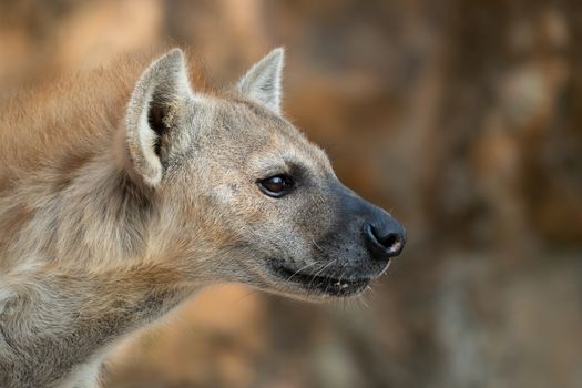 spotted hyena or laughing hyena head close up