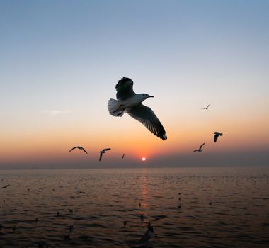 Group of  seagulls flying over the sea at sunset