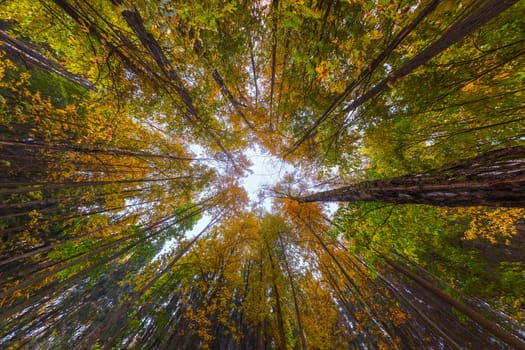 Ultra wide angle upward shot in autumn daylight forest, Cloudy weather. Centripetal composition.